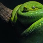 How to Tell if a Snake is Poisonous