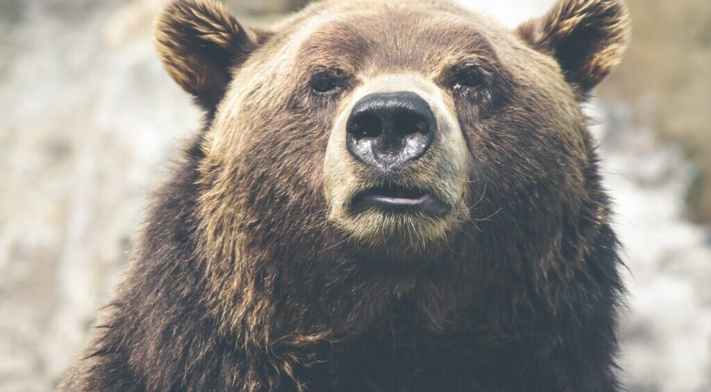 Best Bear Spray for Wildlife Encounters 2023