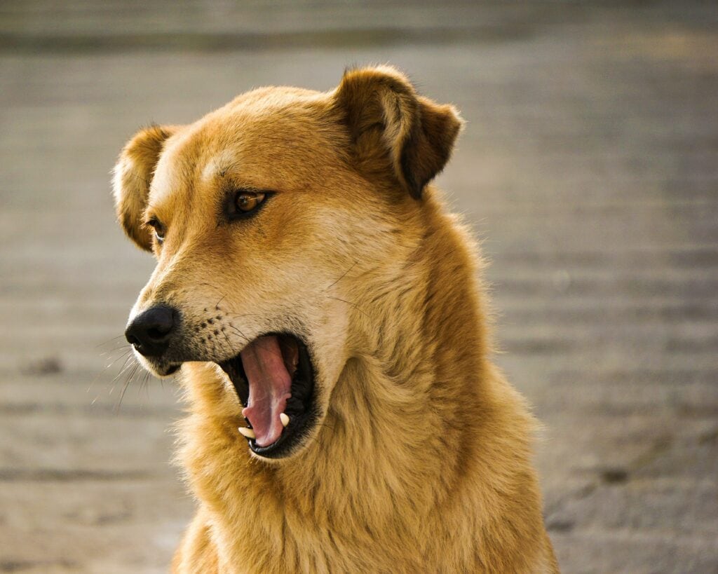 Dog
