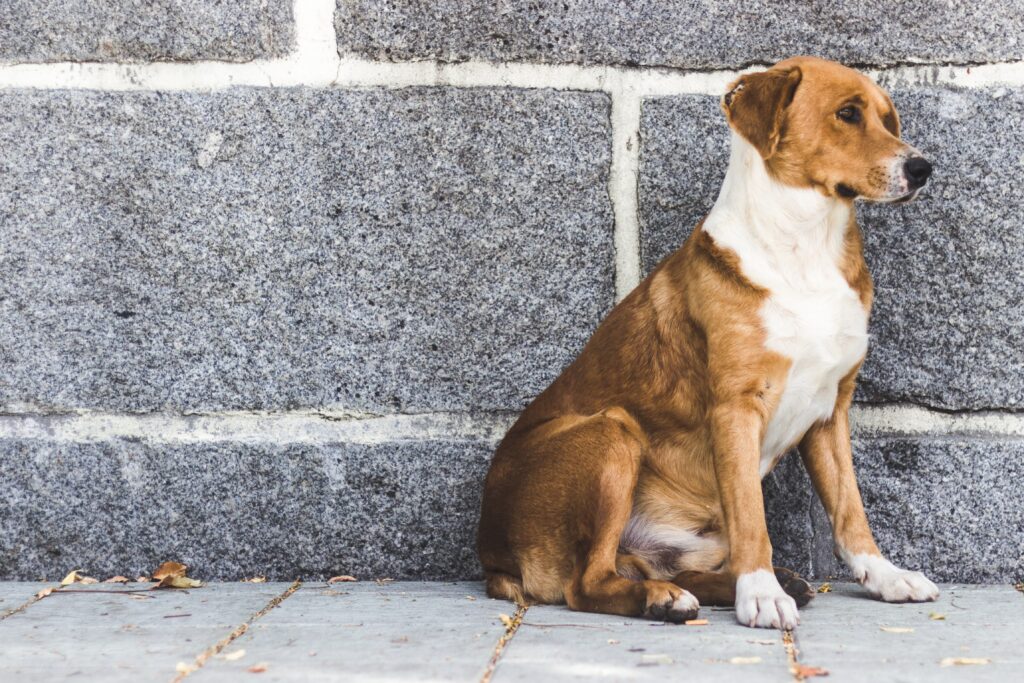 How to Clean a Dog Wound