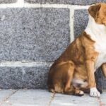 How to Clean a Dog Wound