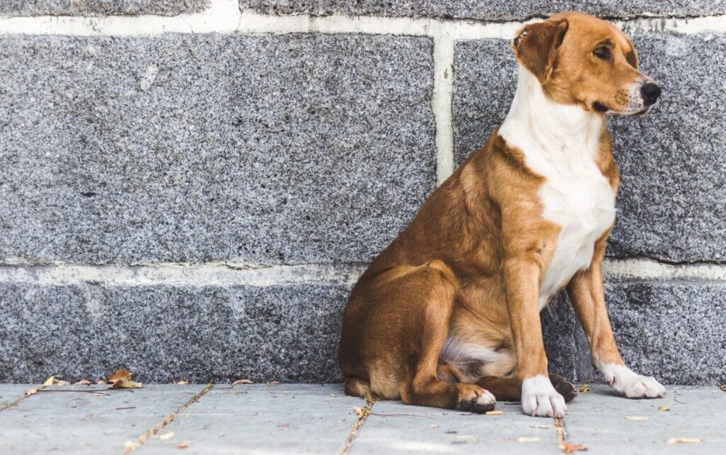 How to Clean a Dog Wound