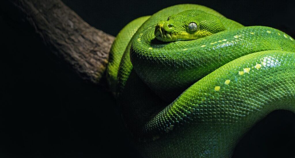 How to Tell if a Snake Is Poisonous
