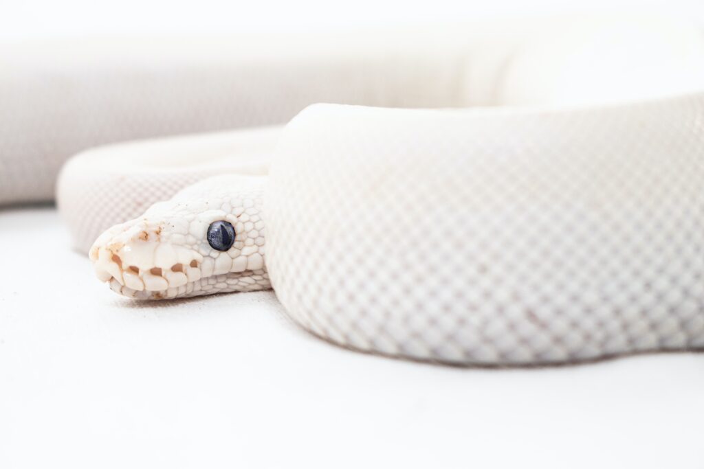 Snake
