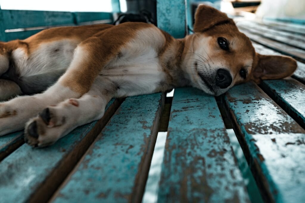 How to Clean a Dog Wound