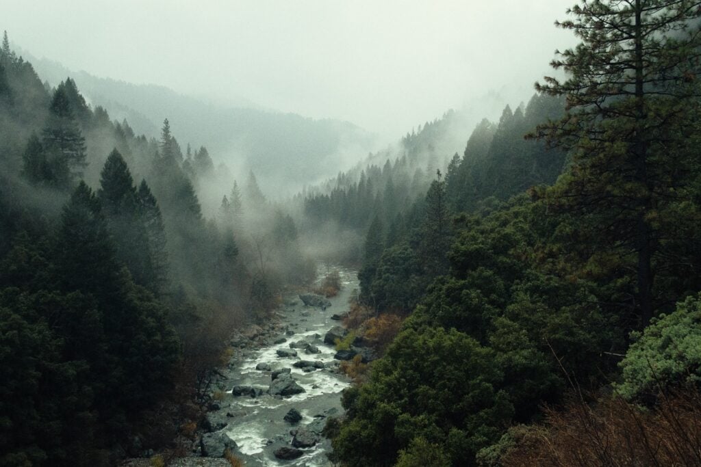 How to Purify Water In the Wild