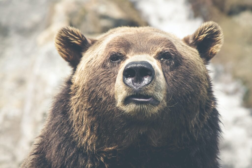Best Bear Spray