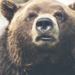 Best Bear Spray