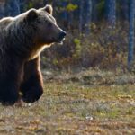 How to Keep Bears Away When Camping