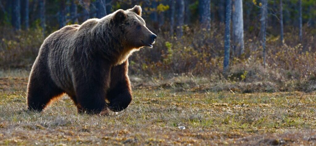 How to Keep Bears Away When Camping