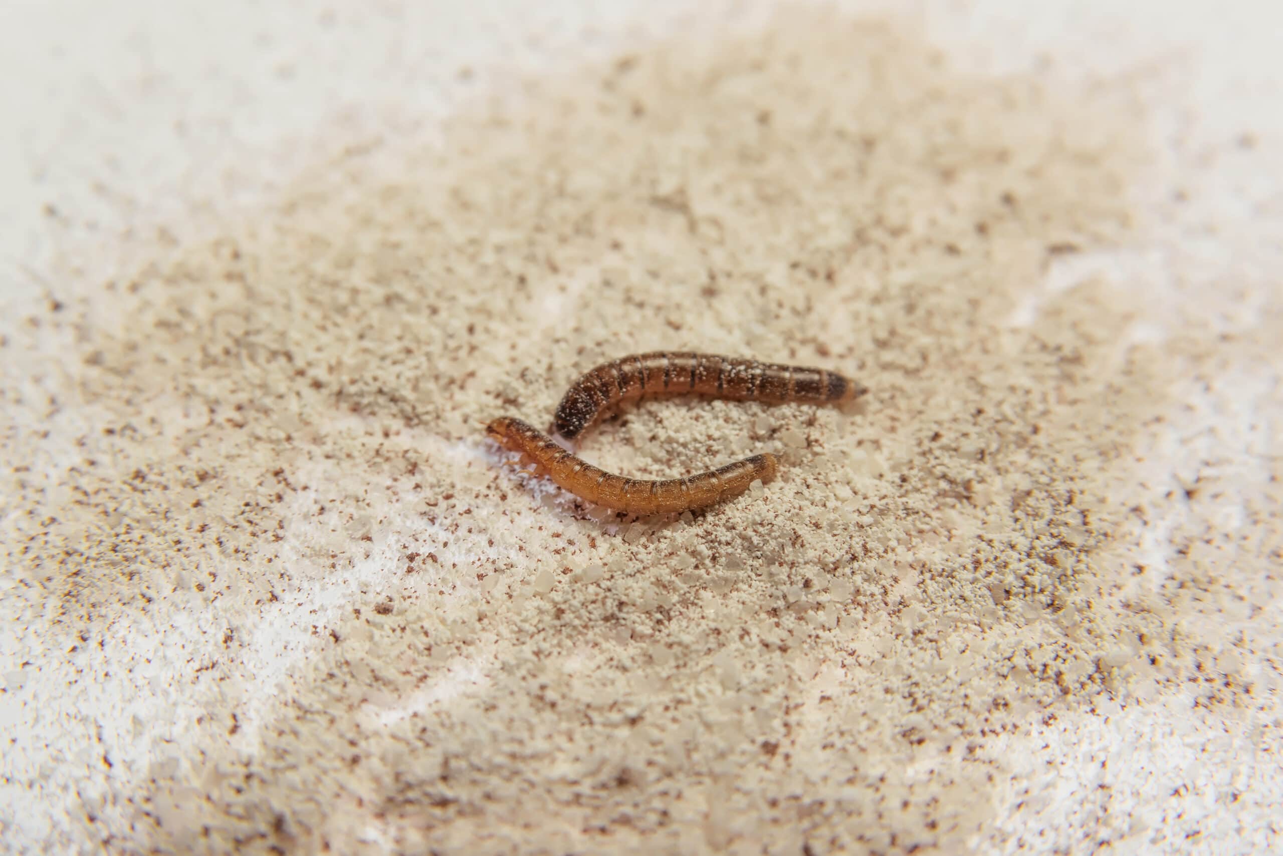 Mealworm. Parasites in products. Flour beetle. Brown-yellow larvae. Feed insect. Pest. Spoiled food. Flour. Sprouted coffee three in one.